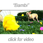 Jaye Rhee: Bambi video